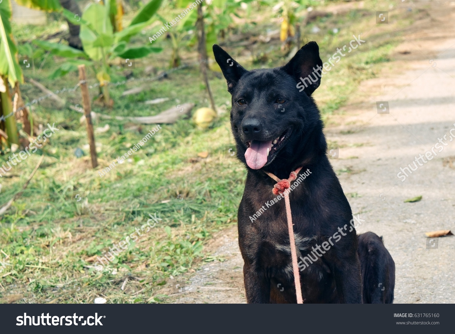 Black Shorthaired Dog Sitting Open Mouth Stock Photo Edit Now