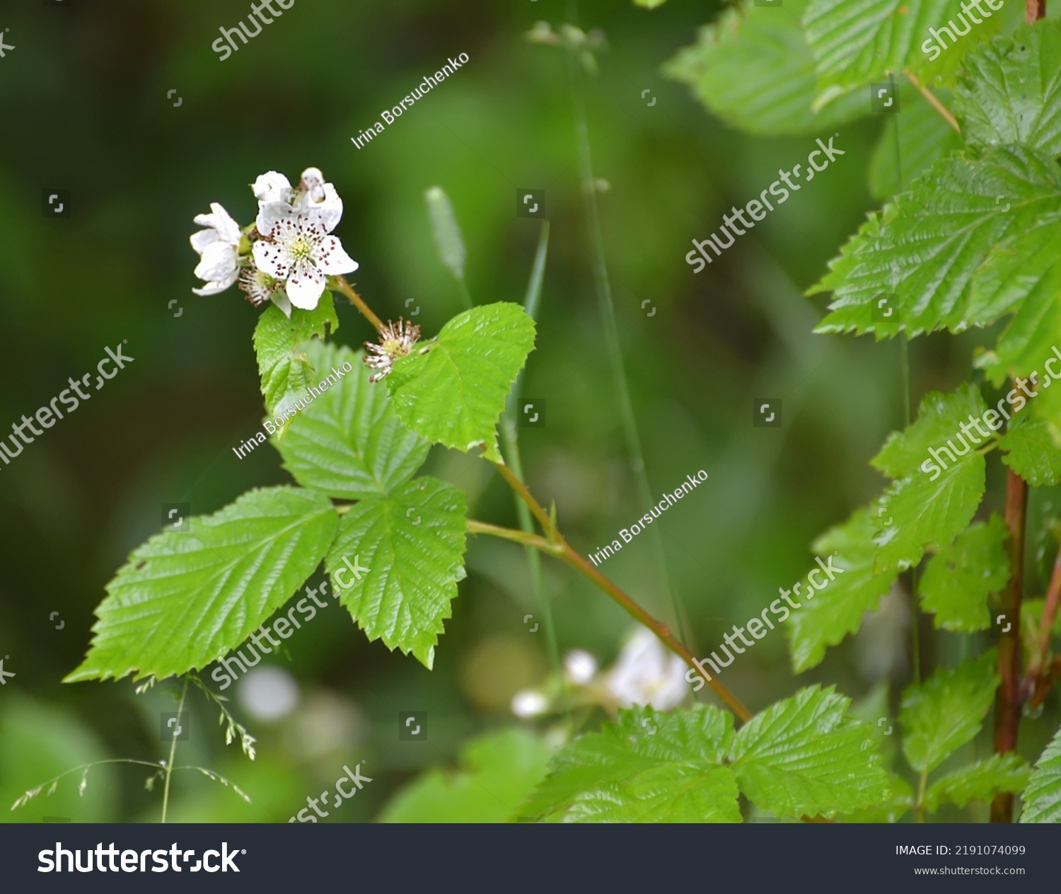 11 Rubus Fruticosus L 图片 库存照片和矢量图 Shutterstock