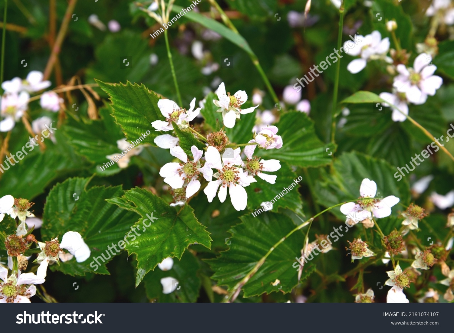 11 Rubus Fruticosus L 图片 库存照片和矢量图 Shutterstock