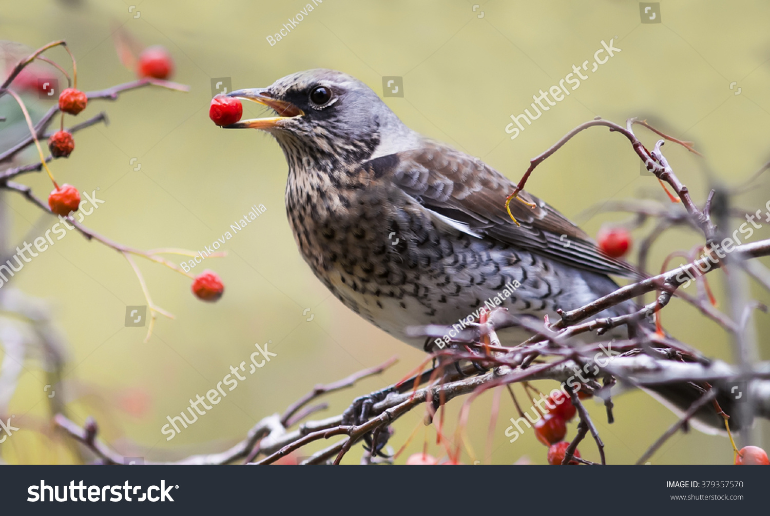 8,829 Bird eating berry Images, Stock Photos & Vectors Shutterstock