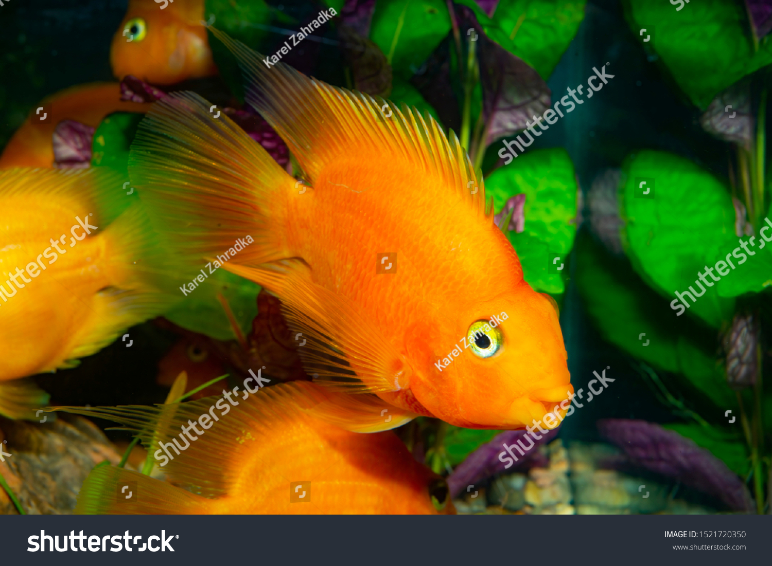 blood-parrot-cichlid-more-commonly-formally-stock-photo-edit-now-1521720350