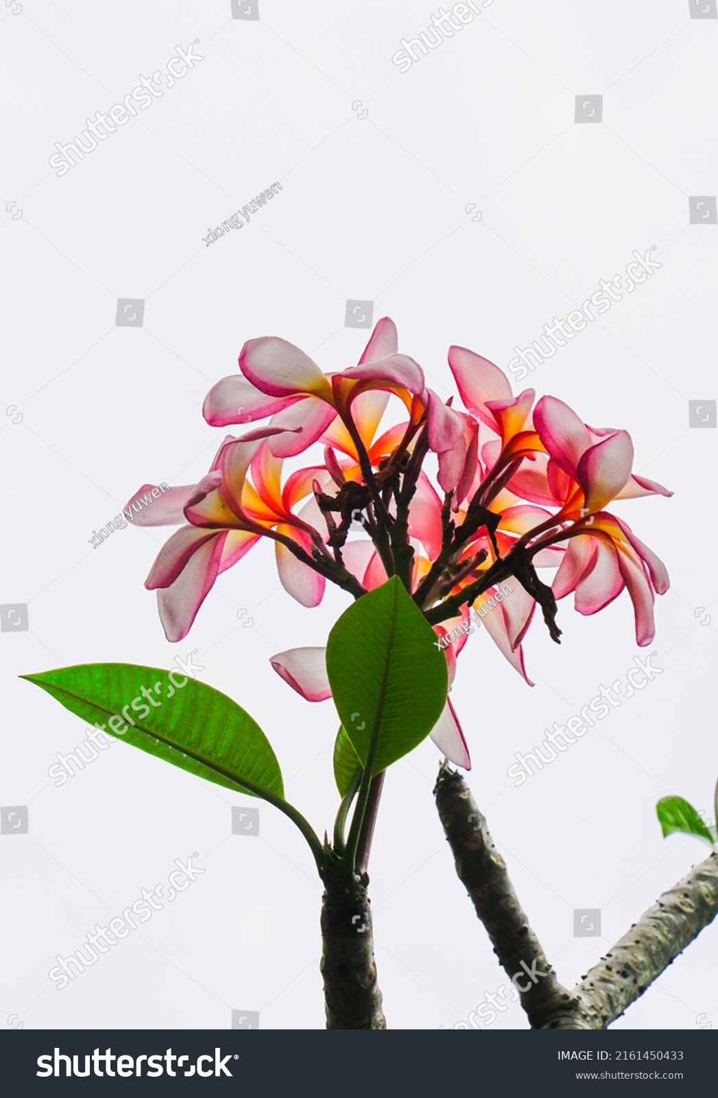 Blooming Plumeria Rubra Acutifolia Stock Photo 2161450433 | Shutterstock