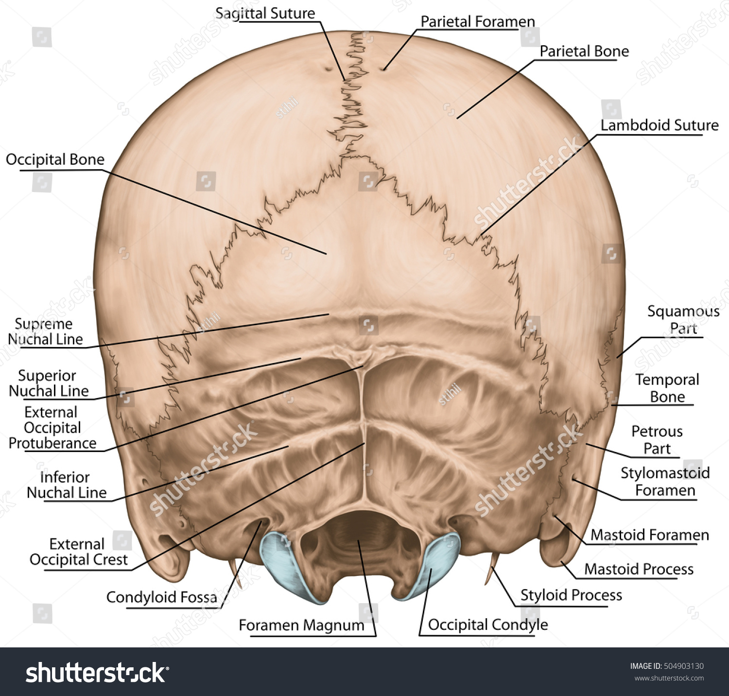 Anatomy Of Occipital Bone 6304