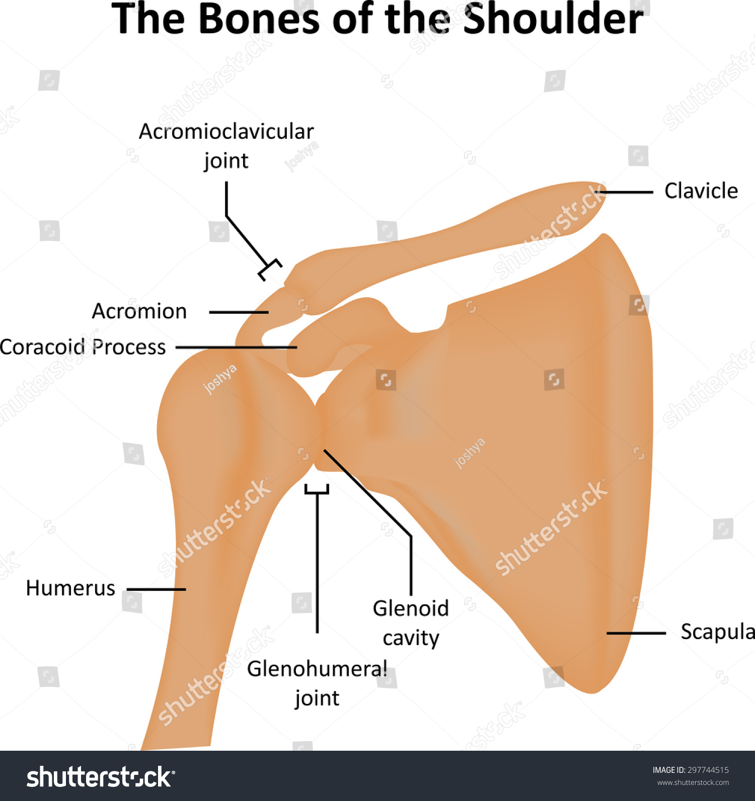 The Bones Of The Shoulder Stock Photo 297744515 : Shutterstock