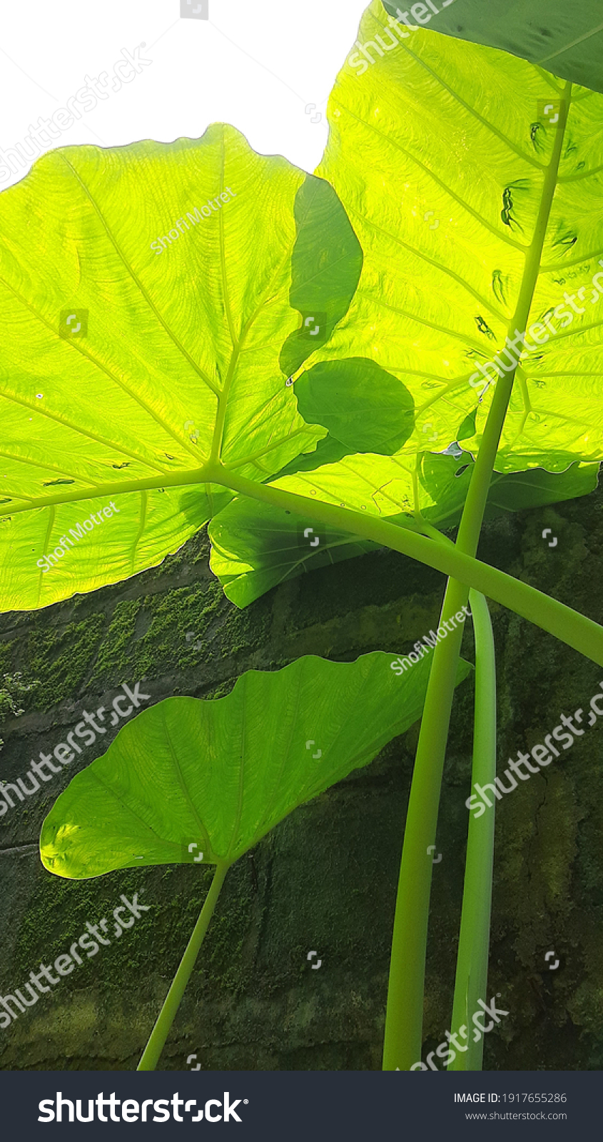 Elephant-ear-plant Images, Stock Photos & Vectors | Shutterstock