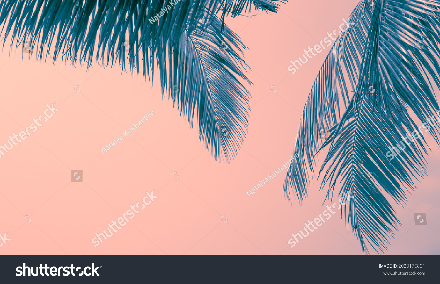 Branches Palm Tree Tinted Blue On Stock Photo (Edit Now) 2020175891