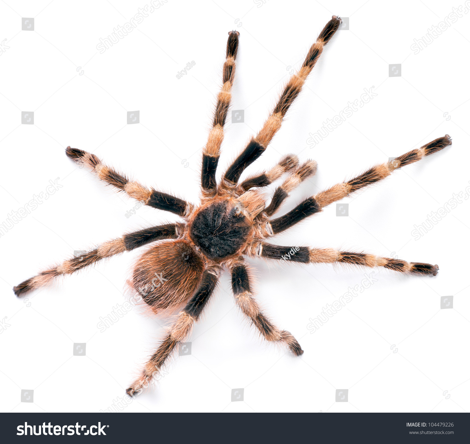 Brazilian Black White Tarantula Stock Photo 104479226 - Shutterstock