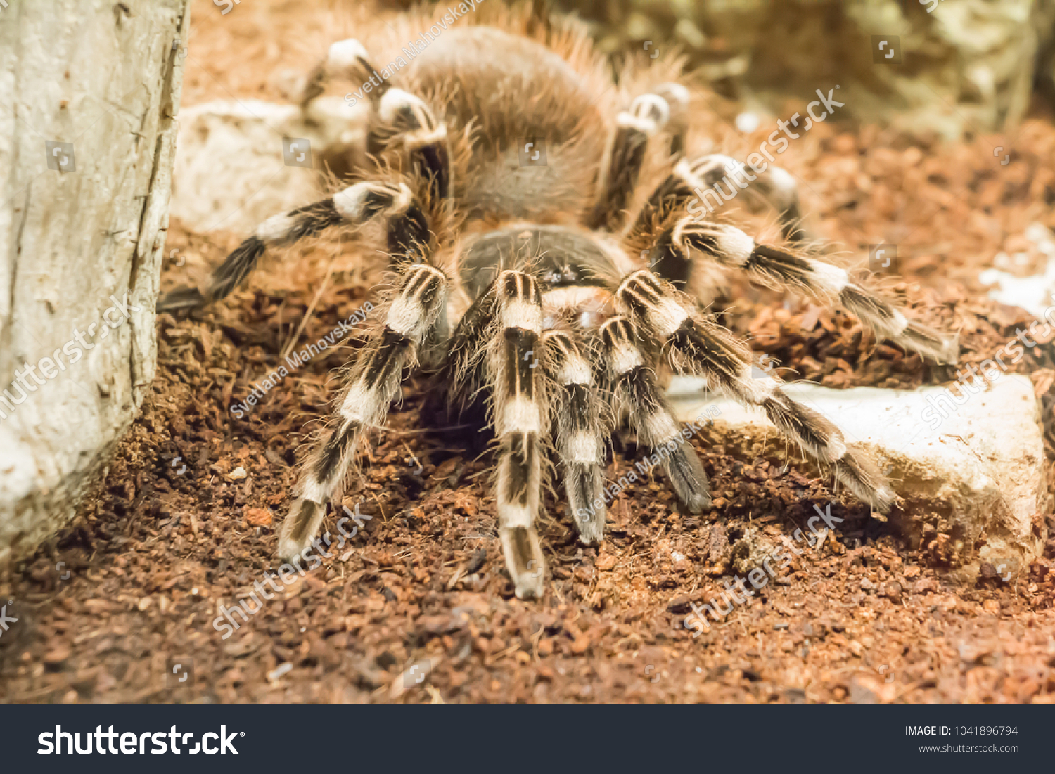 Brazilian Whiteknee Tarantula Acanthoscurria Geniculata Stock Photo ...