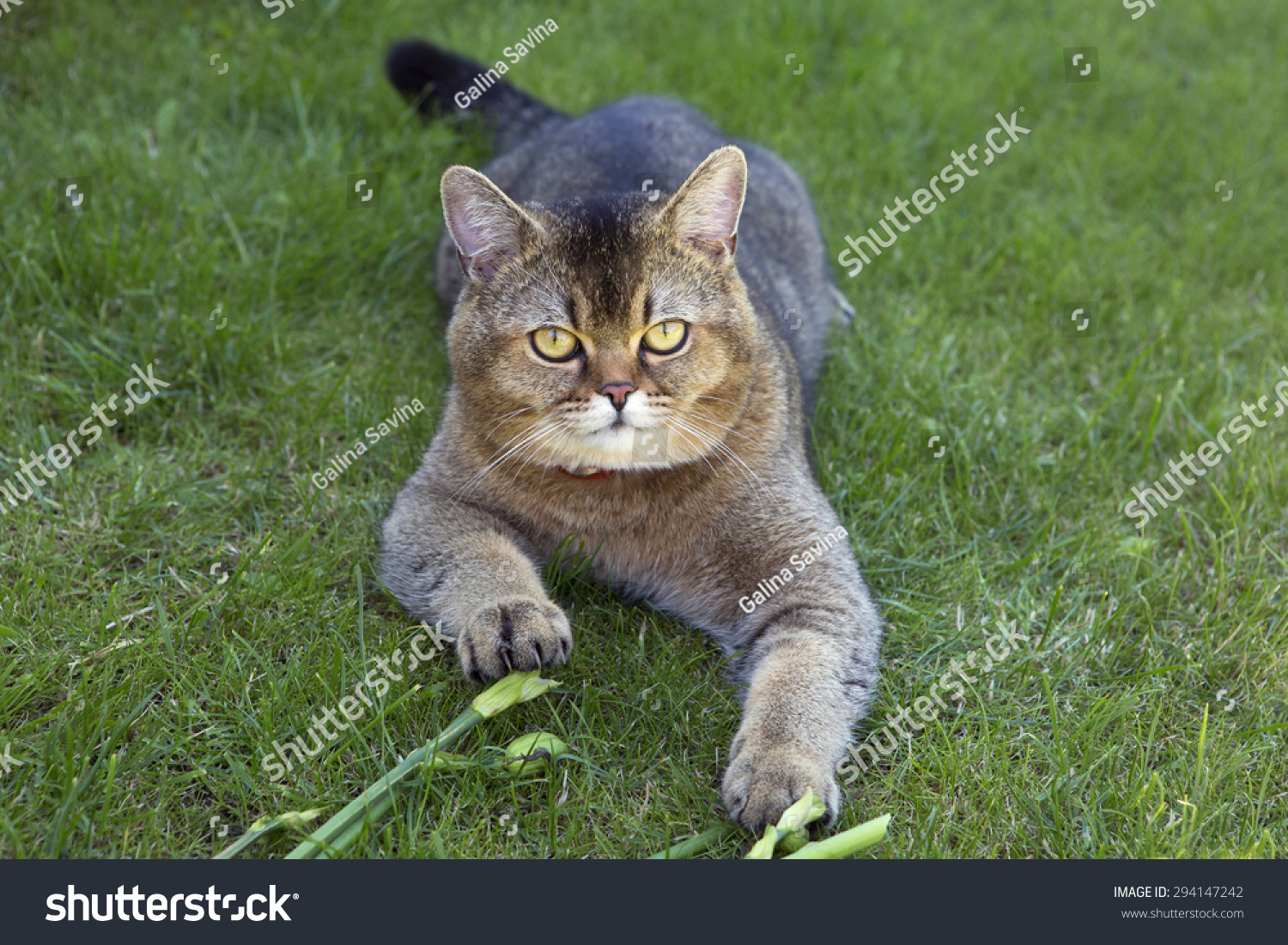 Golden Chinchilla cat: description of the breed, character, characteristics of care and maintenance 8 Golden Chinchilla cat: description of the breed, character, characteristics of care and maintenance 86