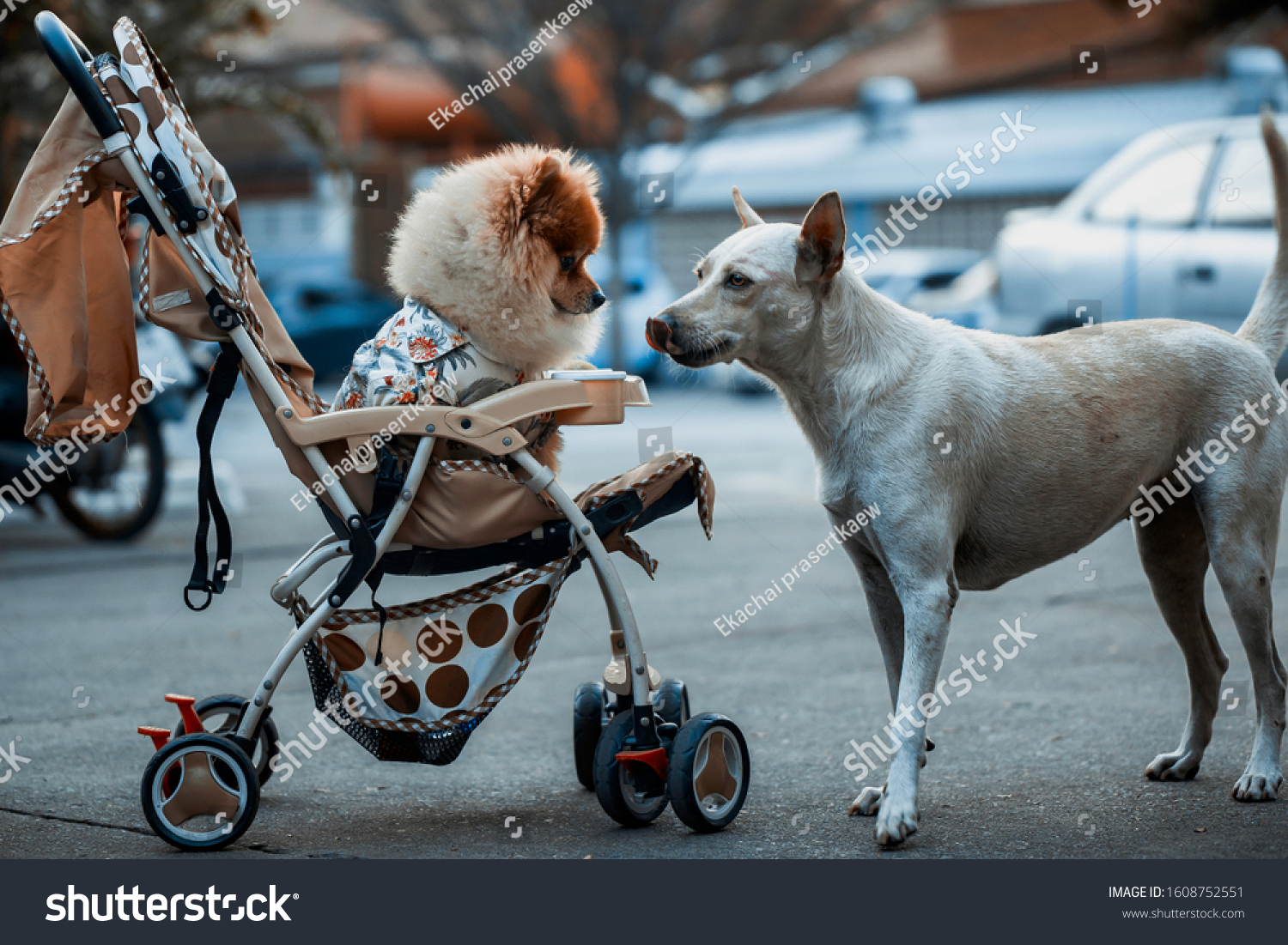 pomeranian stroller