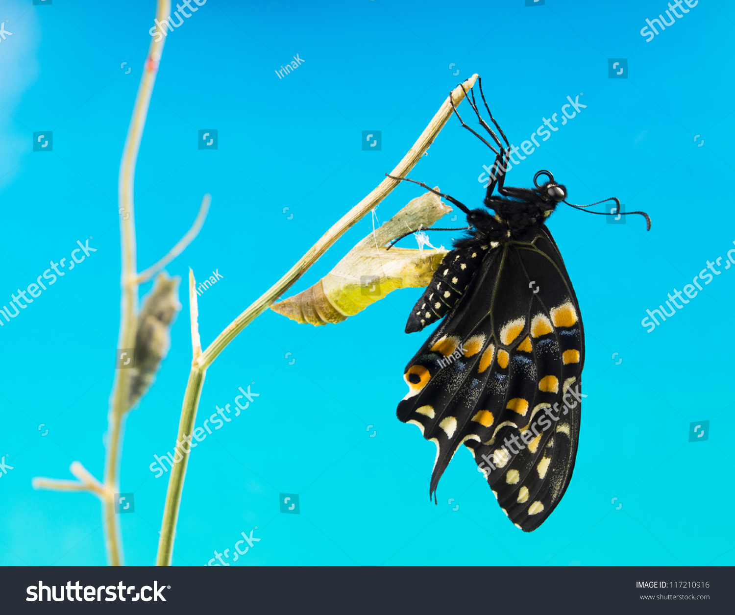 Butterfly Eastern Black Swallowtail Papilio Polyxenes Stock Photo Edit Now 117210916