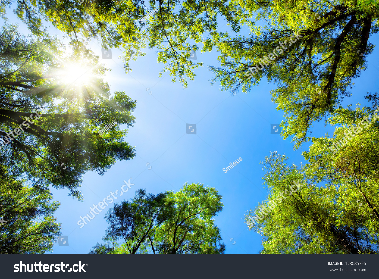 The Canopy Of Tall Trees Framing A Clear Blue Sky, With The Sun Shining ...