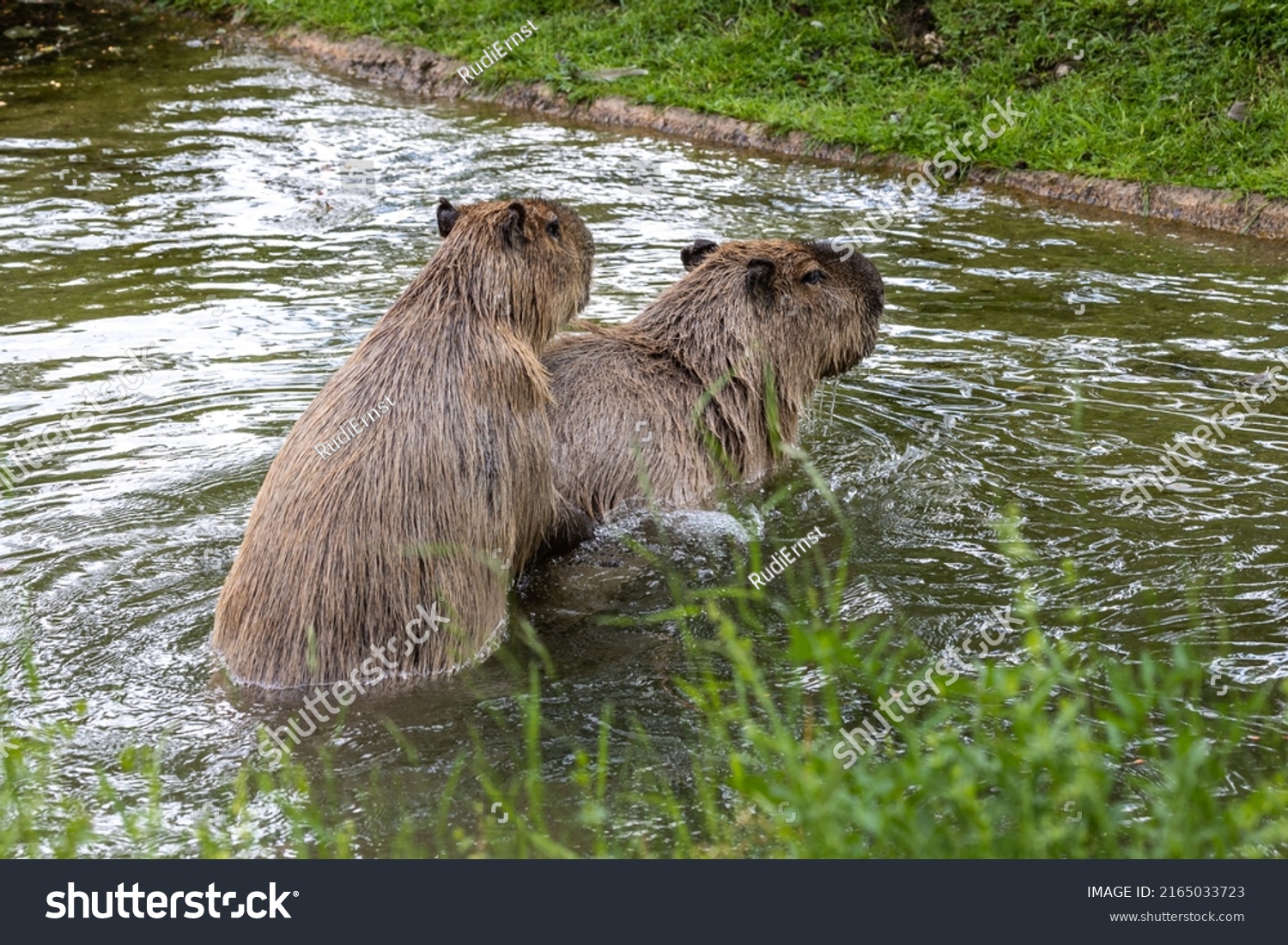 Capybara Hydrochoerus Hydrochaeris Mammal Native South Stock Photo ...