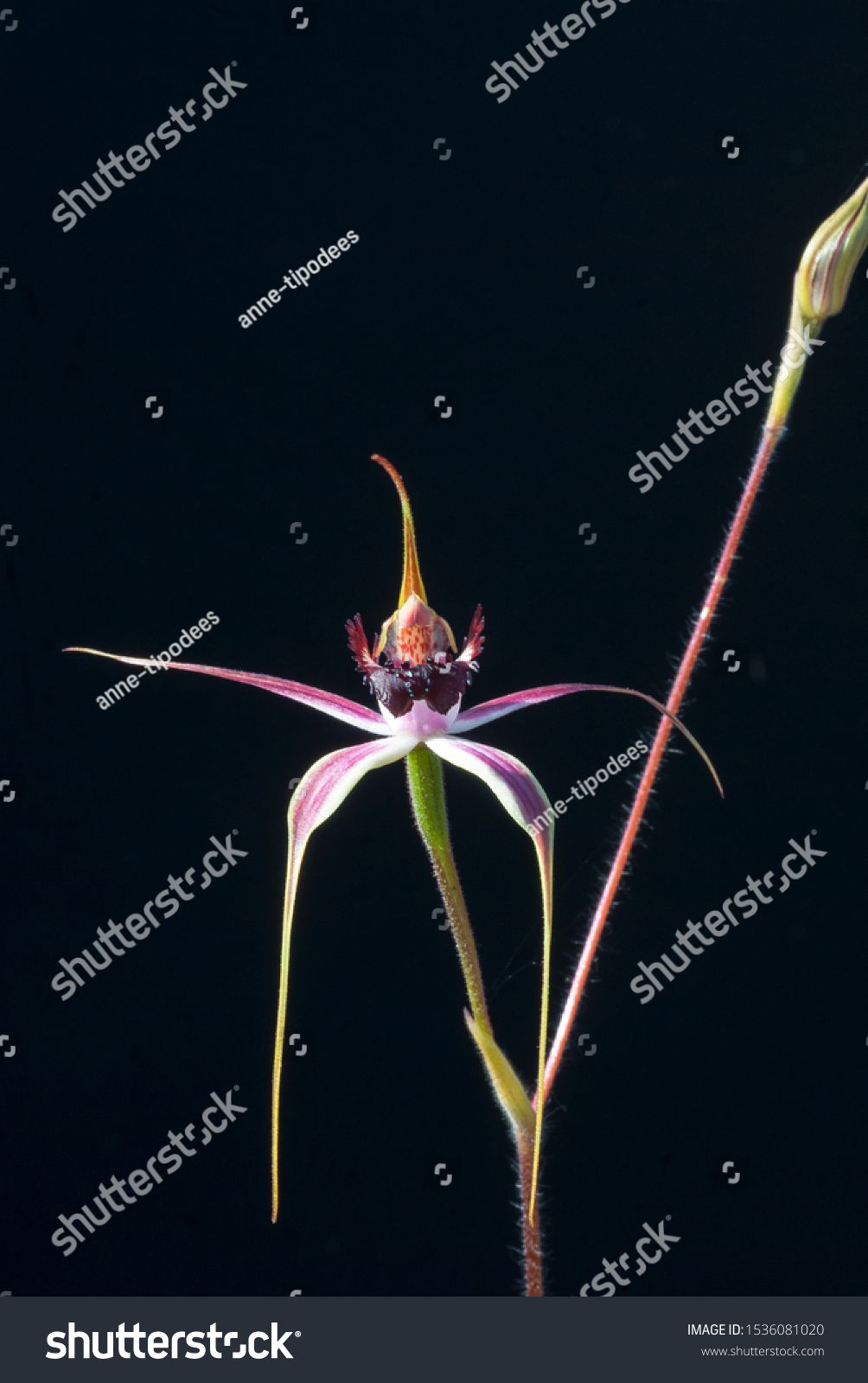 Carousel Spider Orchid Attractive Orchid Reddish Stock Photo Edit Now