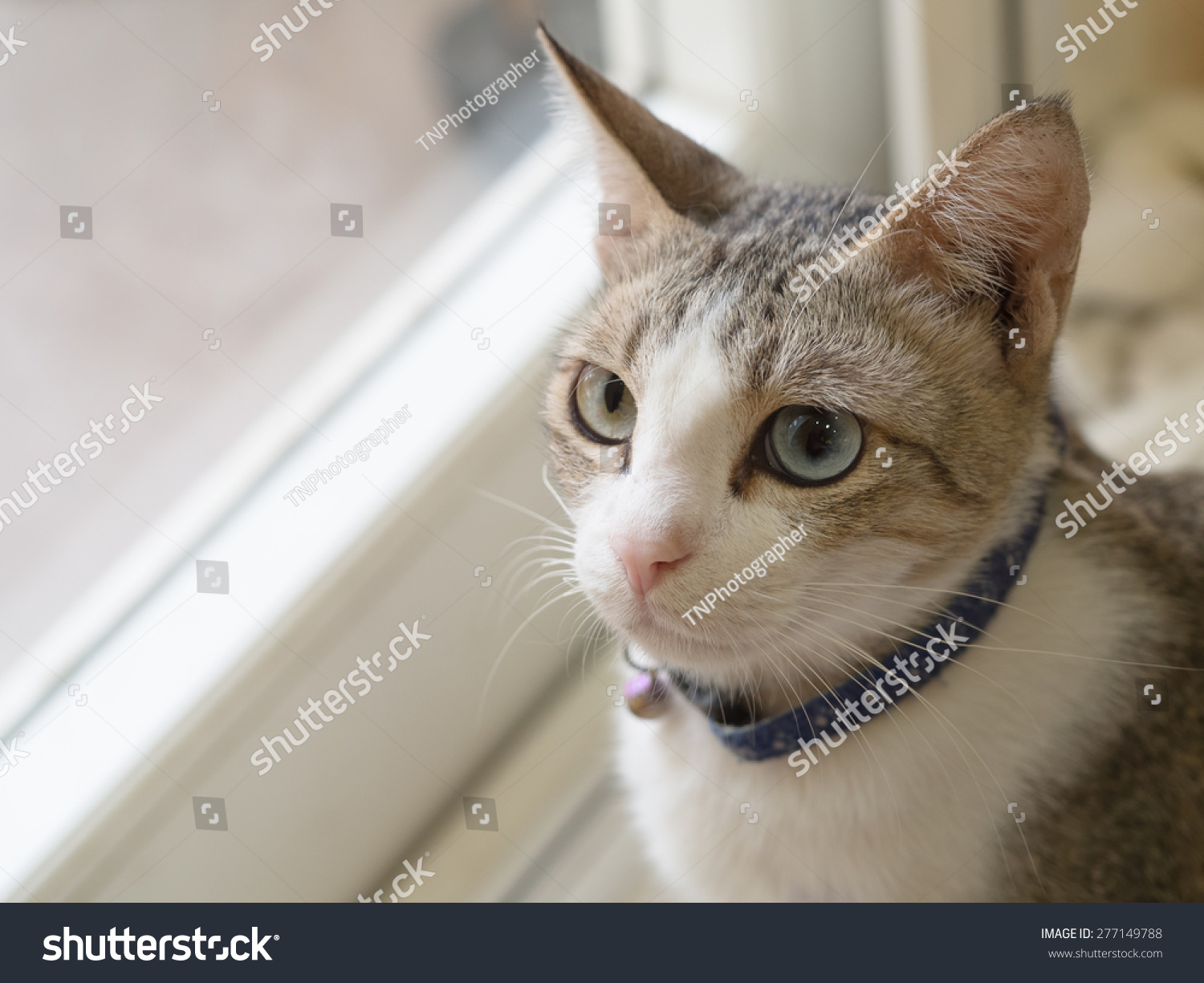 Cat Different Eyes Color Stock Photo 277149788 - Shutterstock