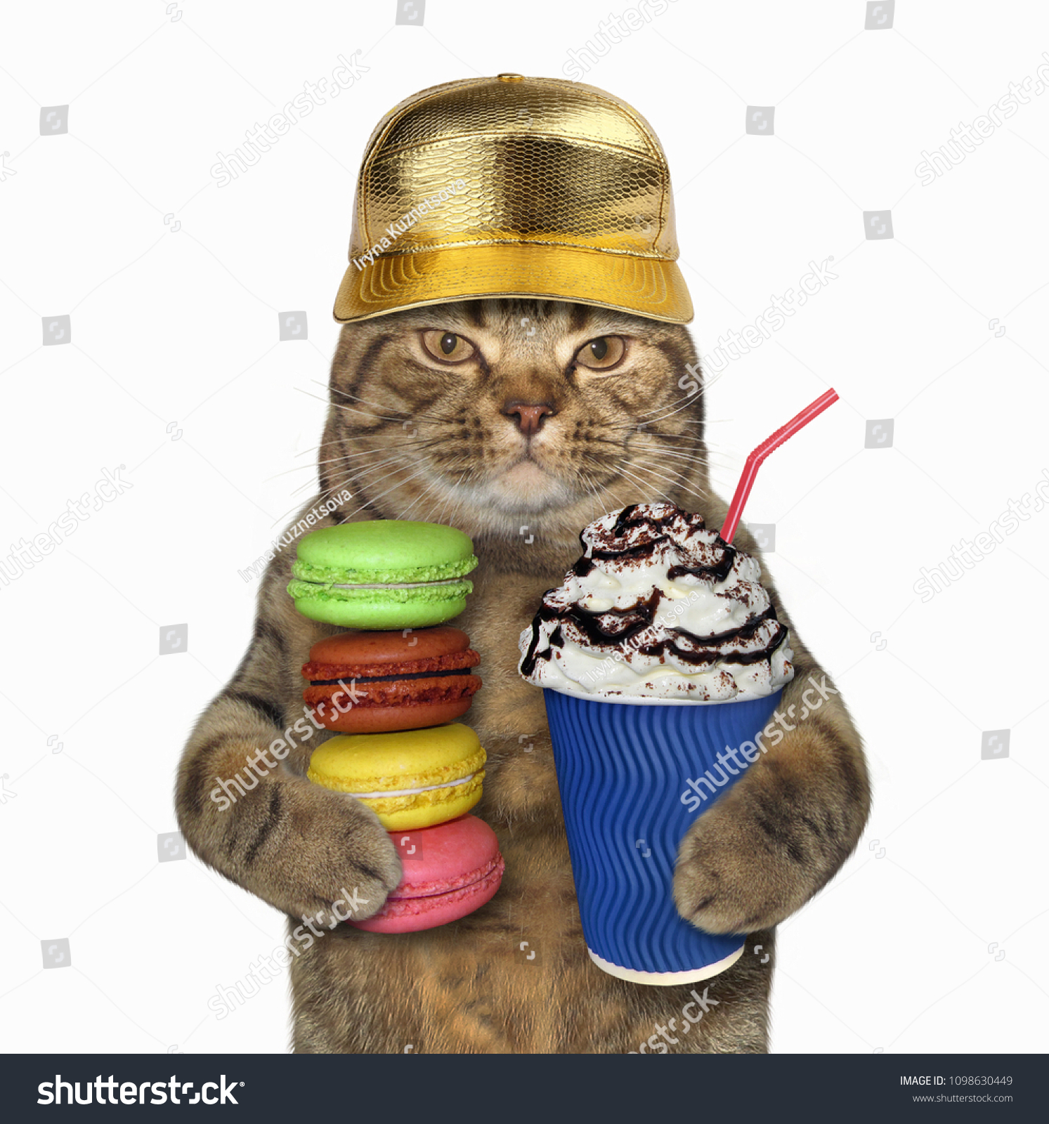 cat in baseball cap