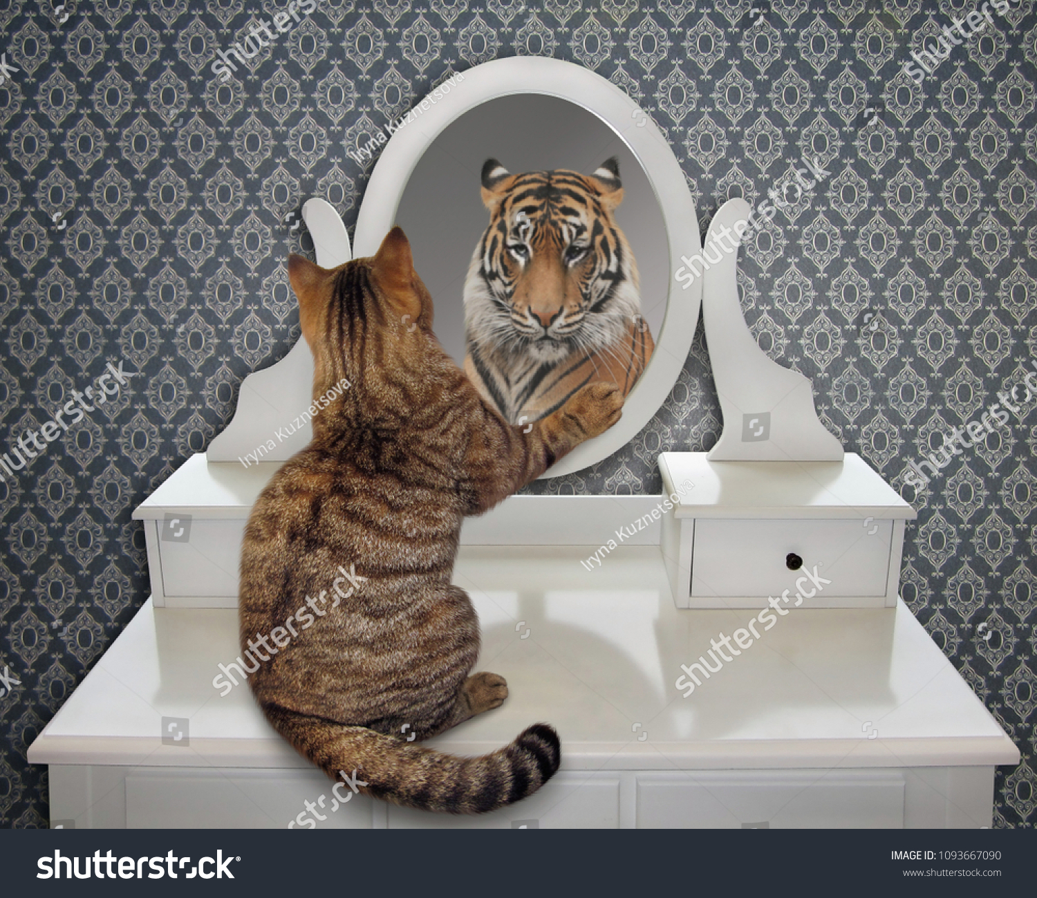 Le Chat Regarde Son Reflet Dans Photo De Stock Modifiable