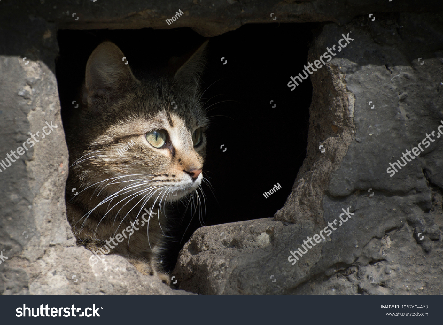 Cat Looks Out Basement Old House Stock Photo Edit Now 1967604460