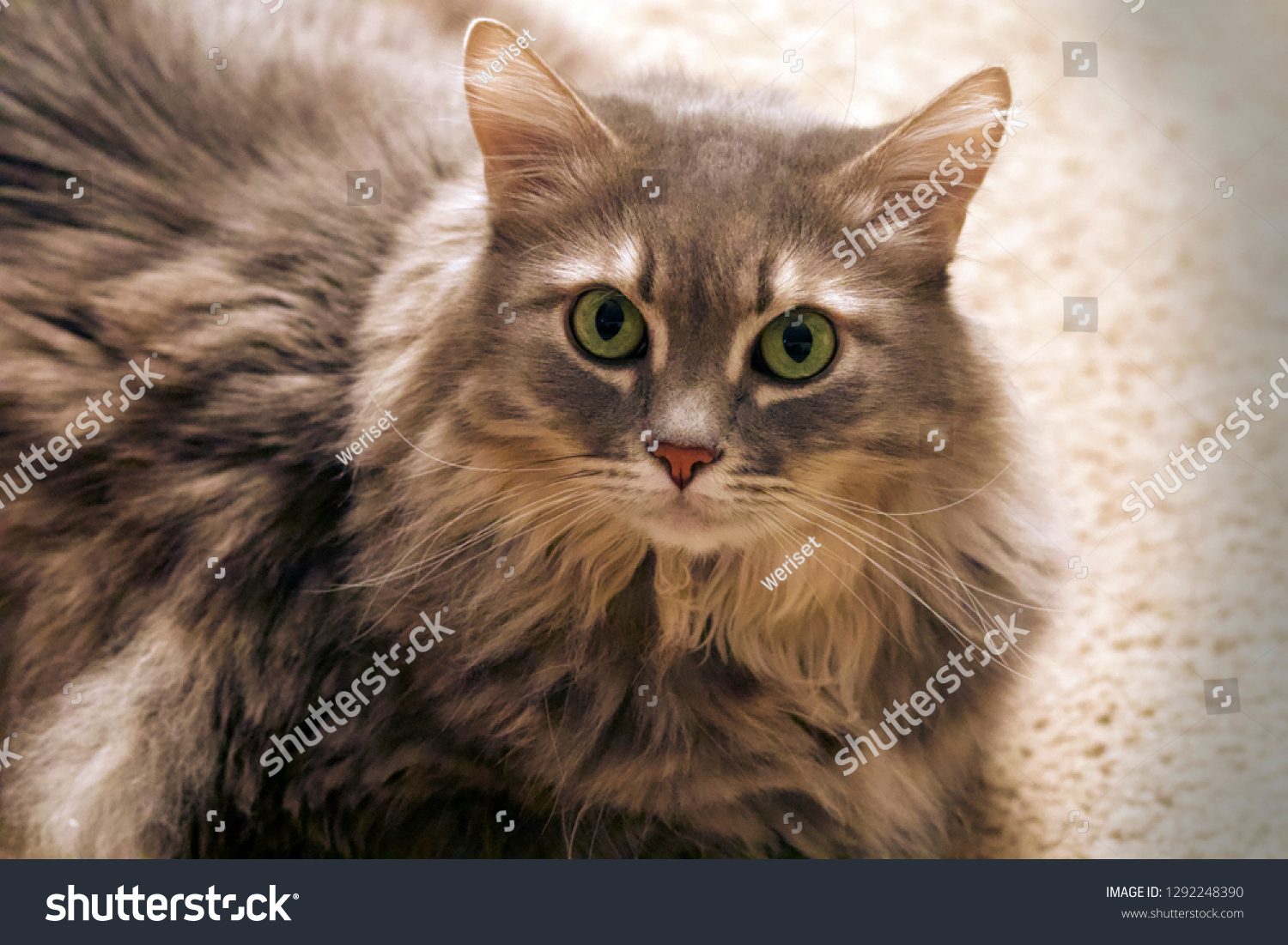 california domestic cat