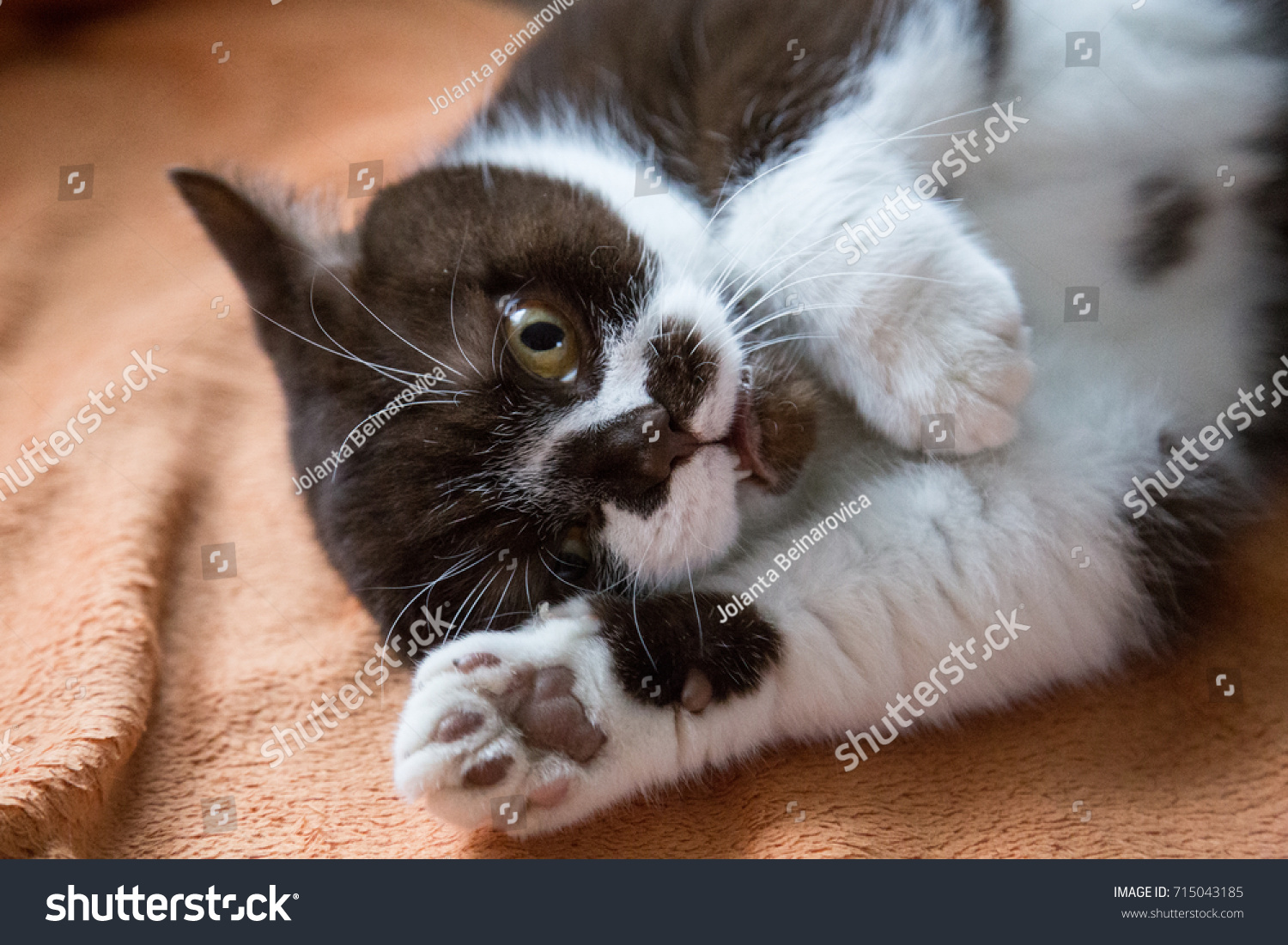 Cat Breed British Shorthair White Brown Stock Photo Edit Now