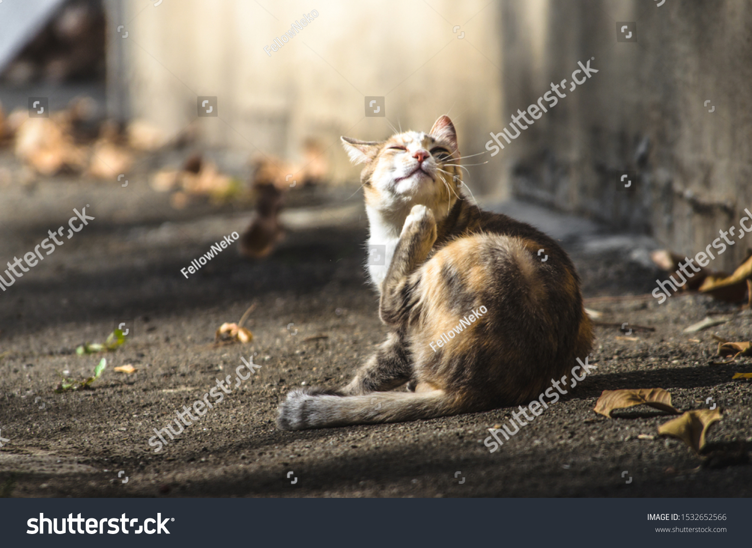 cat under house