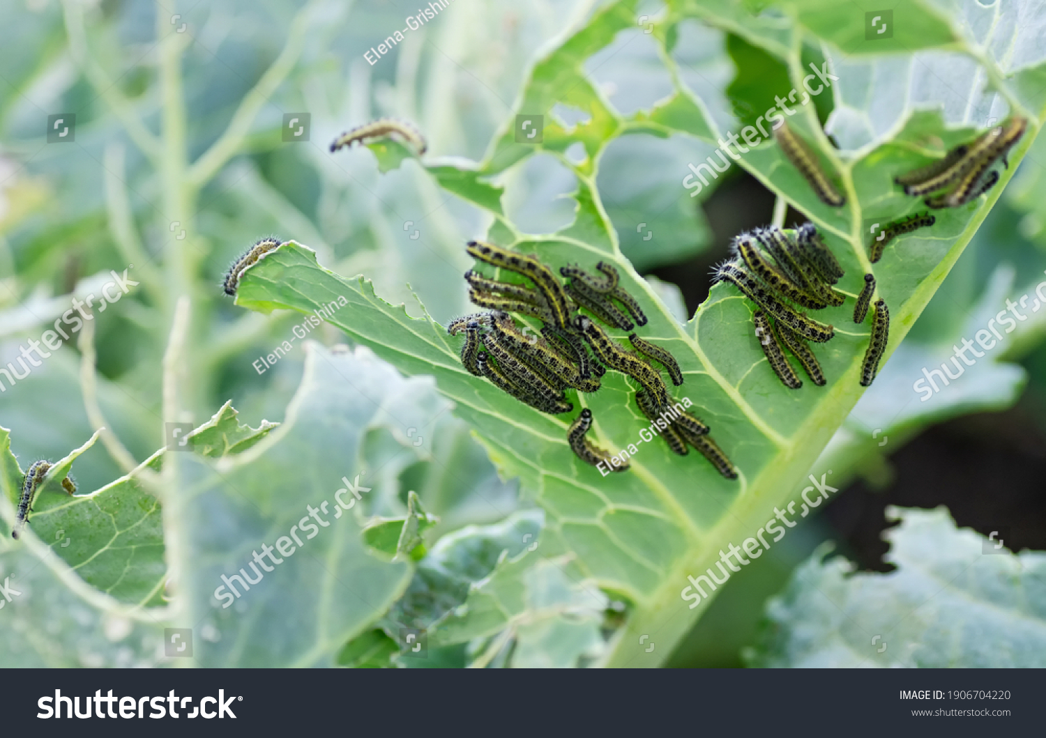 50,201 Butterfly larvae Images, Stock Photos & Vectors | Shutterstock