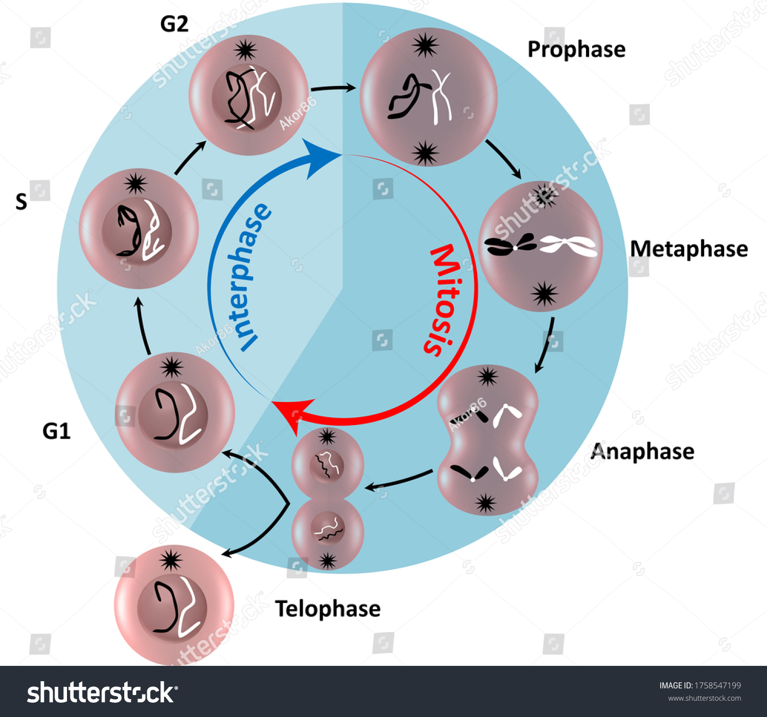 227-g1-phase-images-stock-photos-vectors-shutterstock