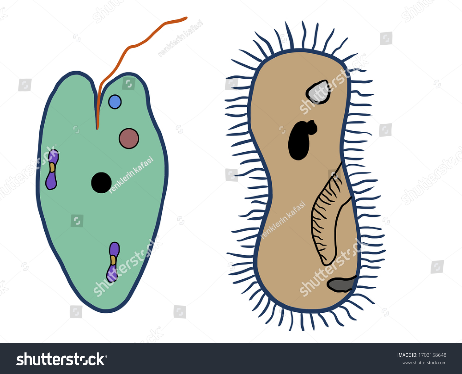 cell-which-smallest-unit-living-things-stock-illustration-1703158648