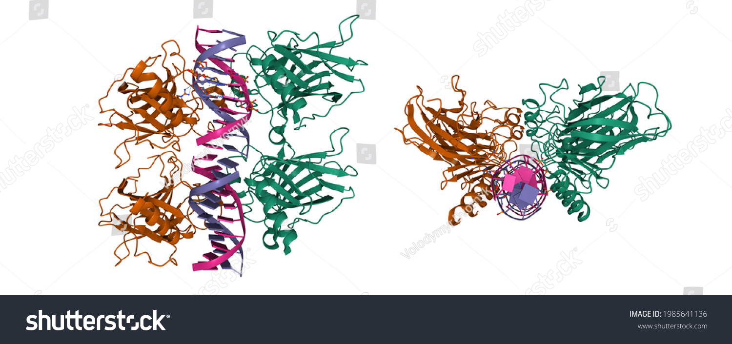 Cellular Tumor Antigen P73 Tetramer Complexed Stock Illustration ...