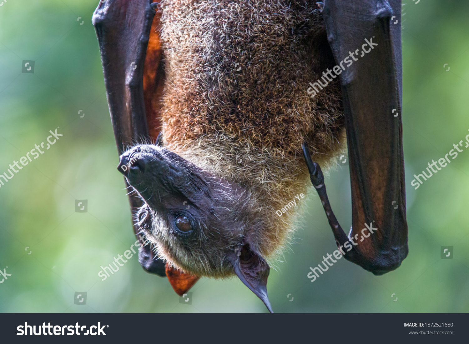 Closeup Image Malayan Flying Fox Pteropus Stock Photo 1872521680 ...