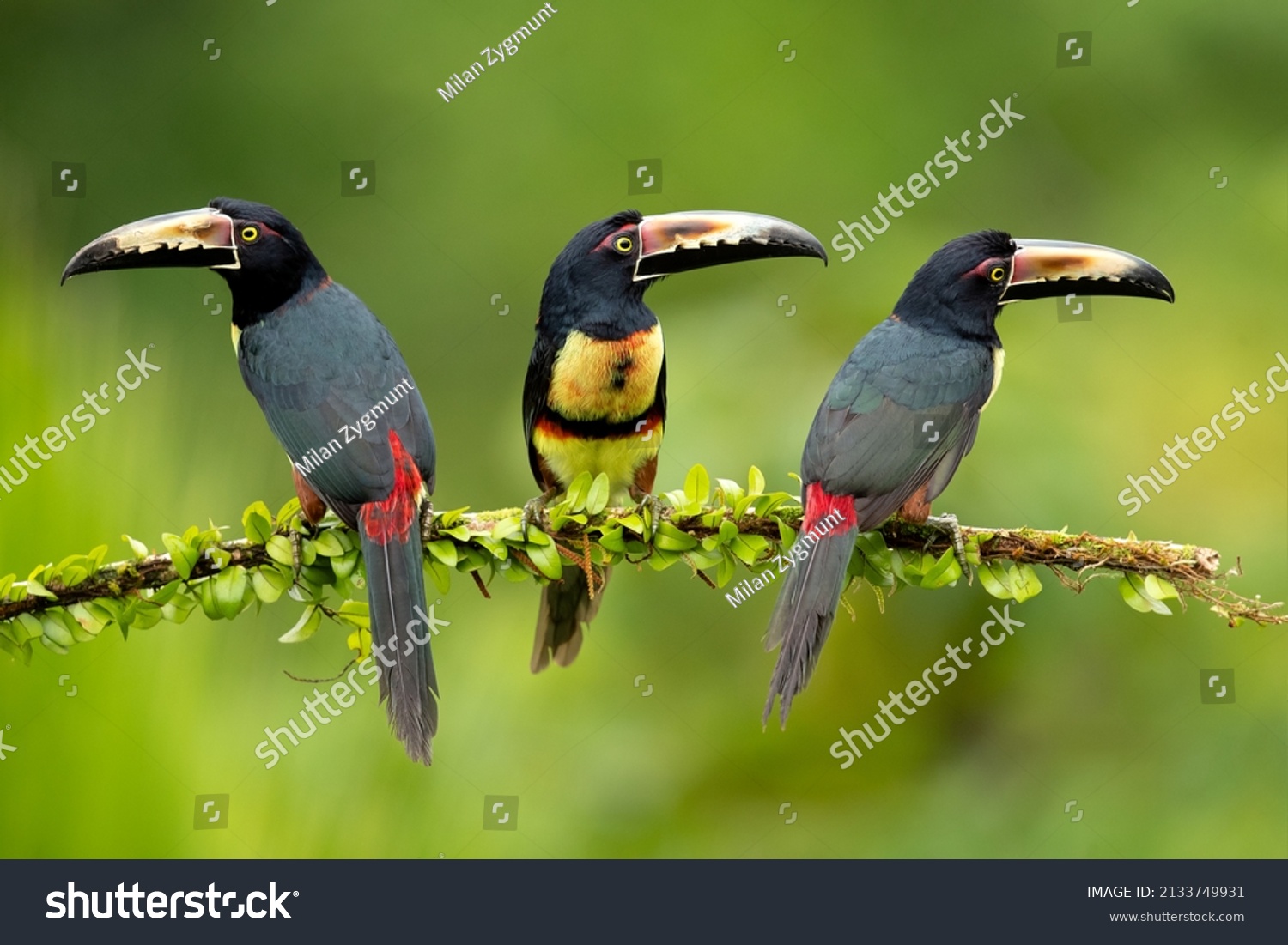 2,971 Imágenes De Aves En Panama - Imágenes, Fotos Y Vectores De Stock ...