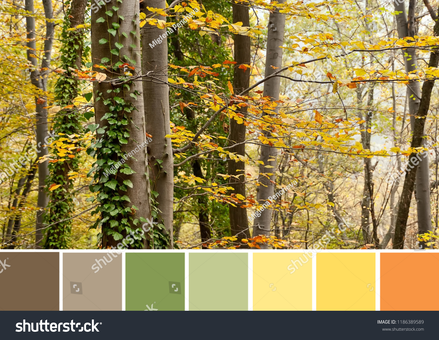 Colors Autumn Beech Forest Green Yellow Stock Photo Edit Now