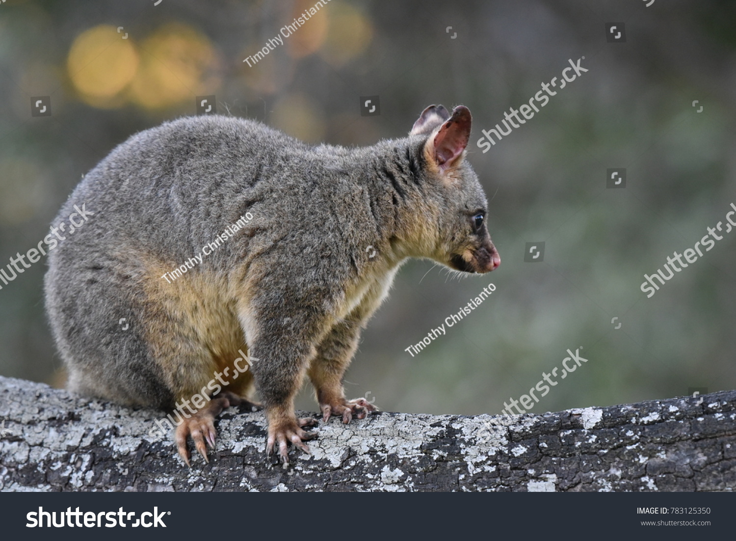 Common Brushtail Possum This Possum Is Native To Hot Sex Picture