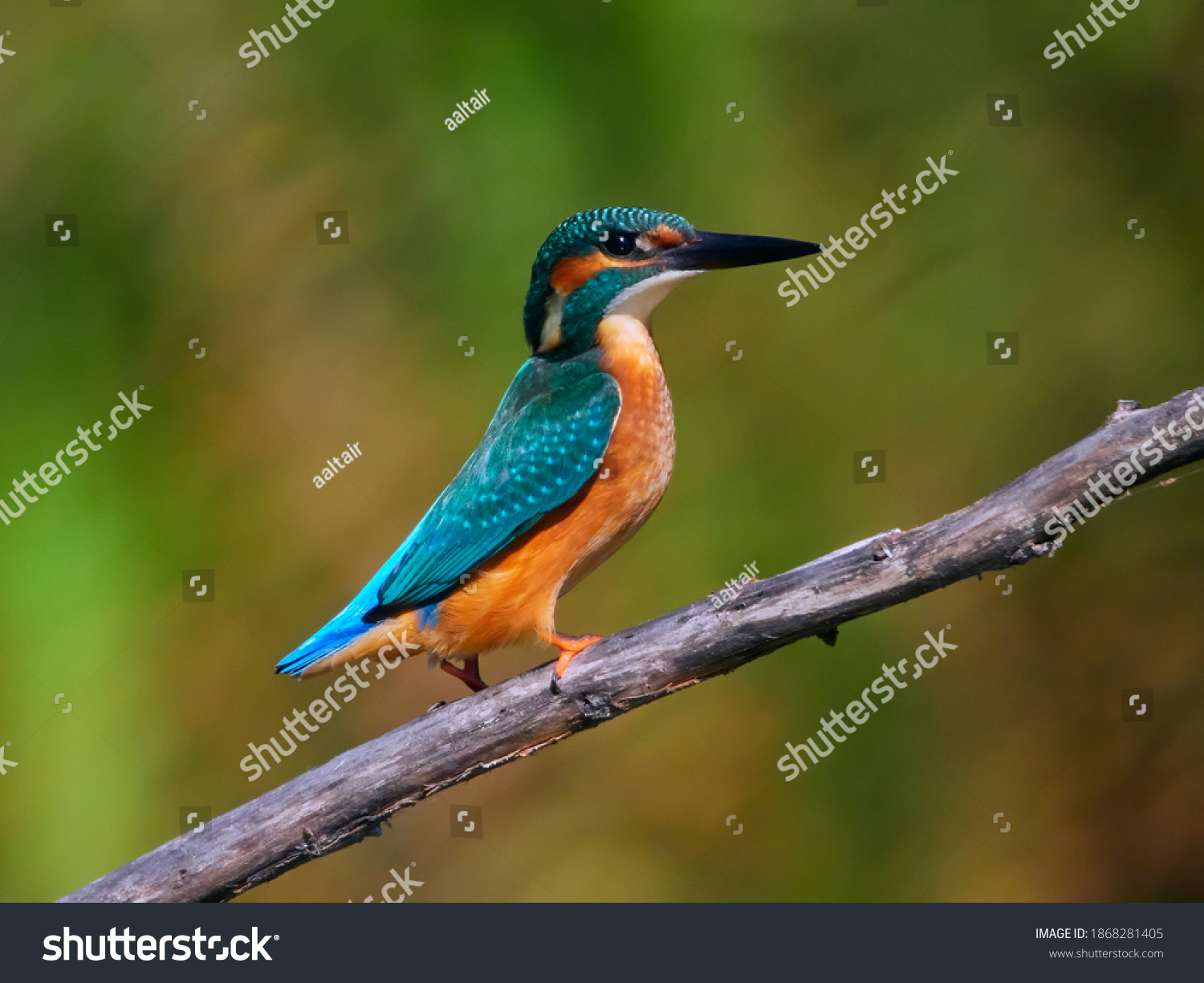 powerpoint presentation on kingfisher