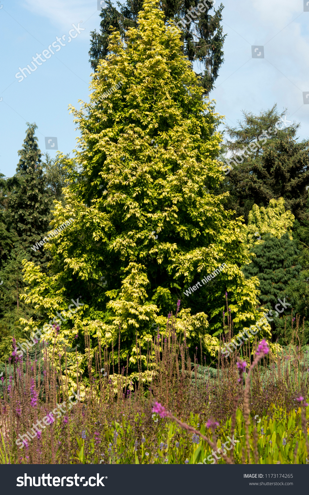 Metasequoia Gold Rush