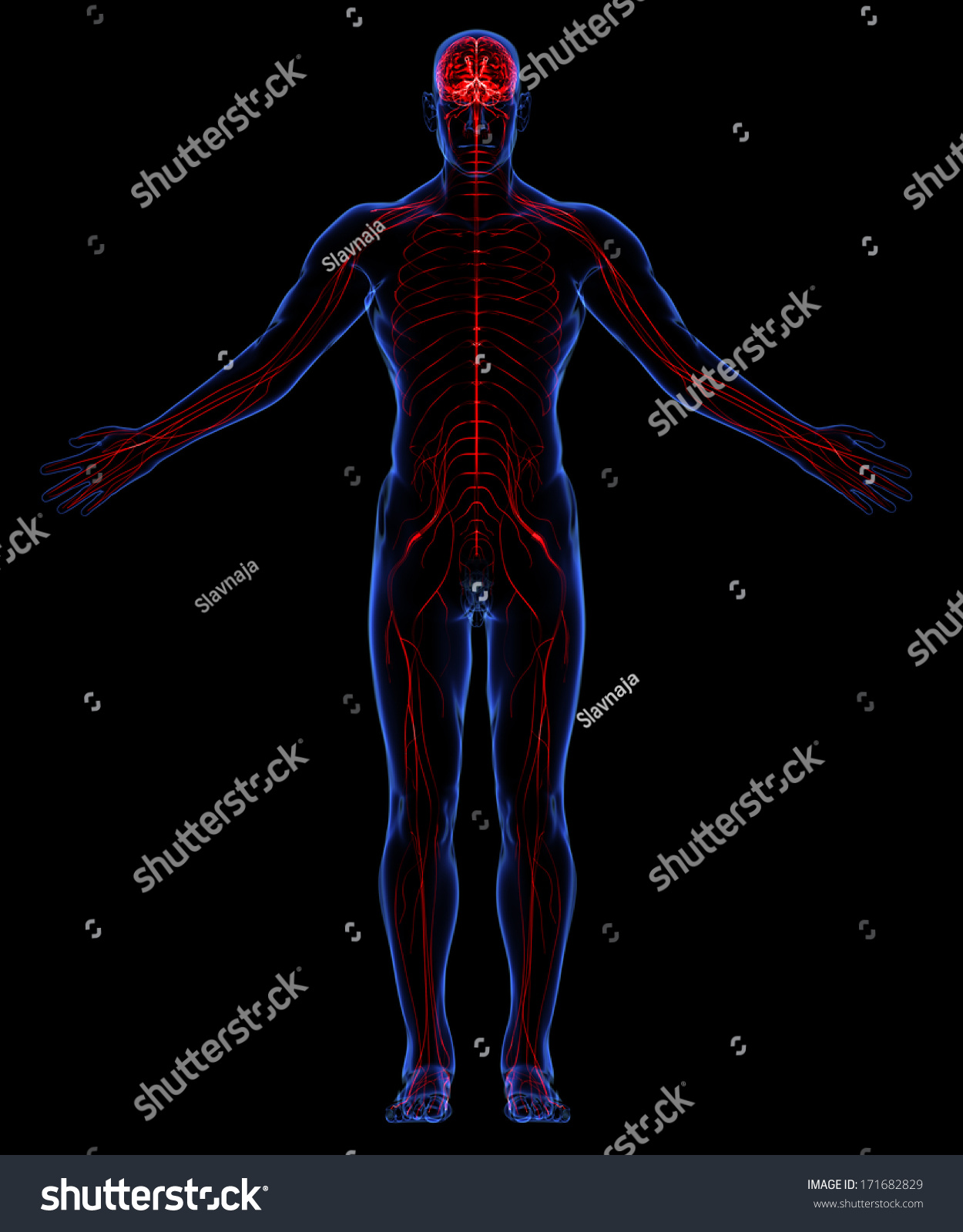 Contours Human Skin Human Nervous System Stock Illustration 171682829