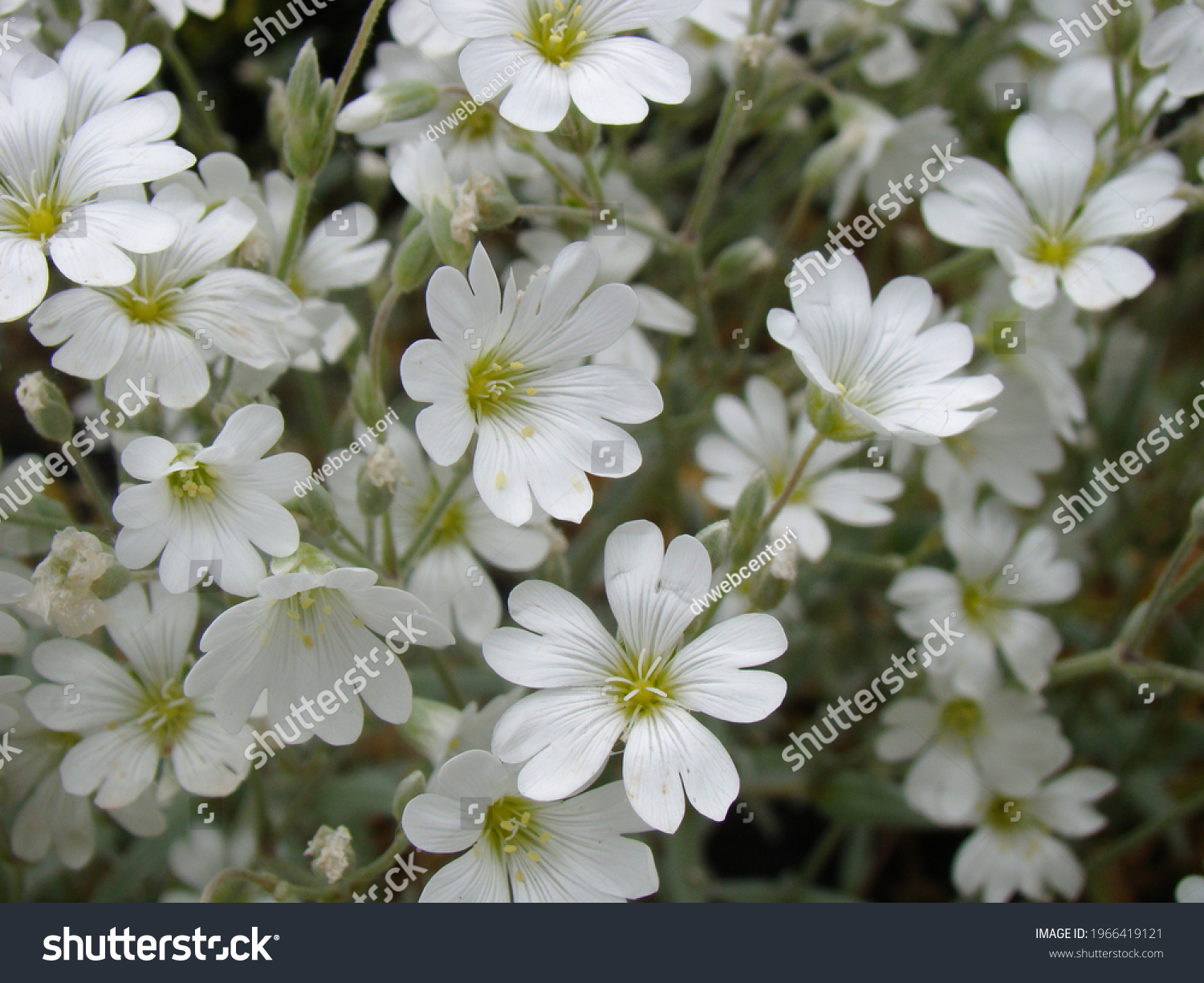 23 Plantes à fleurs Images, Stock Photos & Vectors | Shutterstock