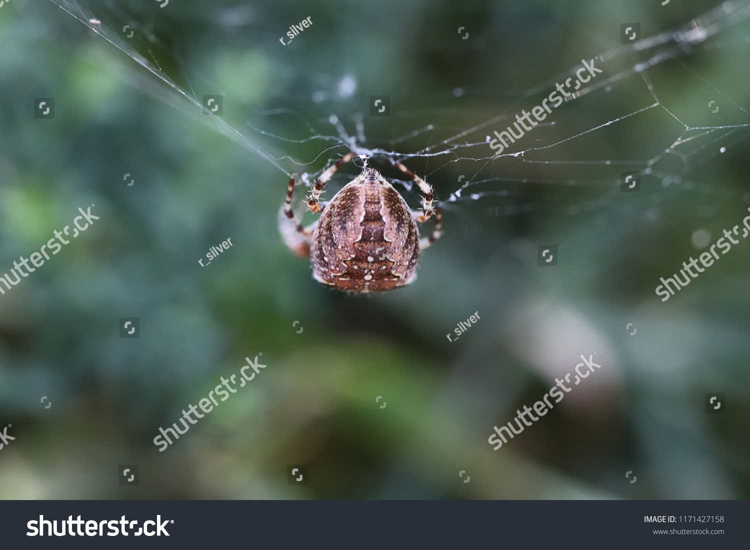Cross Spider Female Garden Spider Araneus Stock Image Download Now