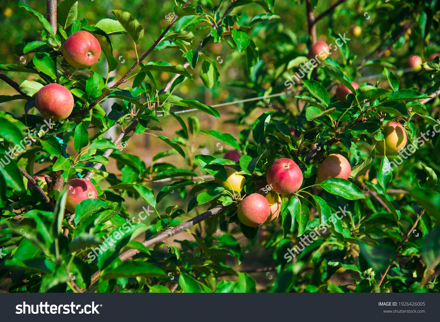 りんごの木 の画像 写真素材 ベクター画像 Shutterstock