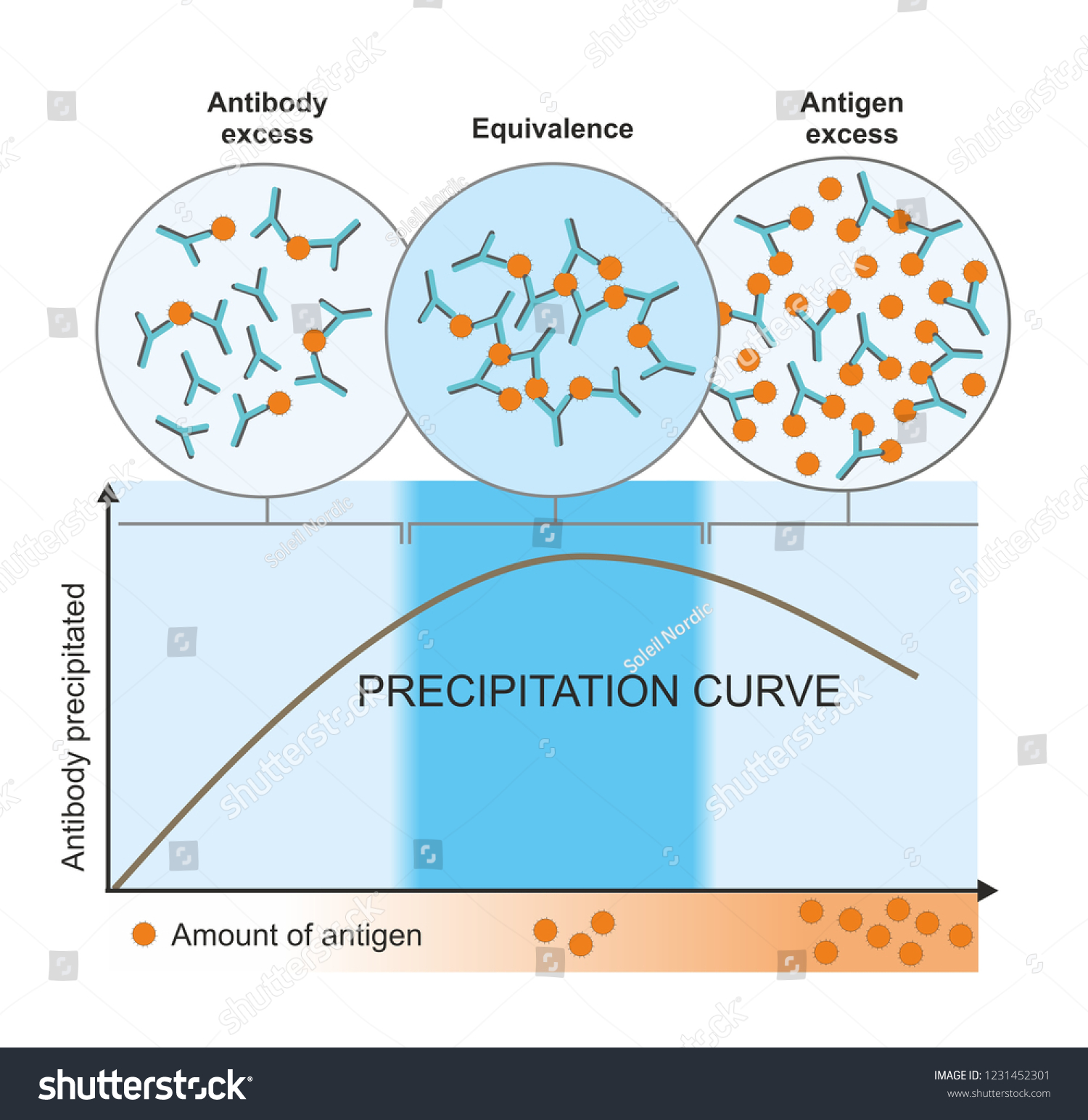 stock-photo-the-curve-shows-the-stages-of-precipitation-of-an-antigen-antibody-complex-precipitation-is-formed-1231452301.jpg#s-1500,1545