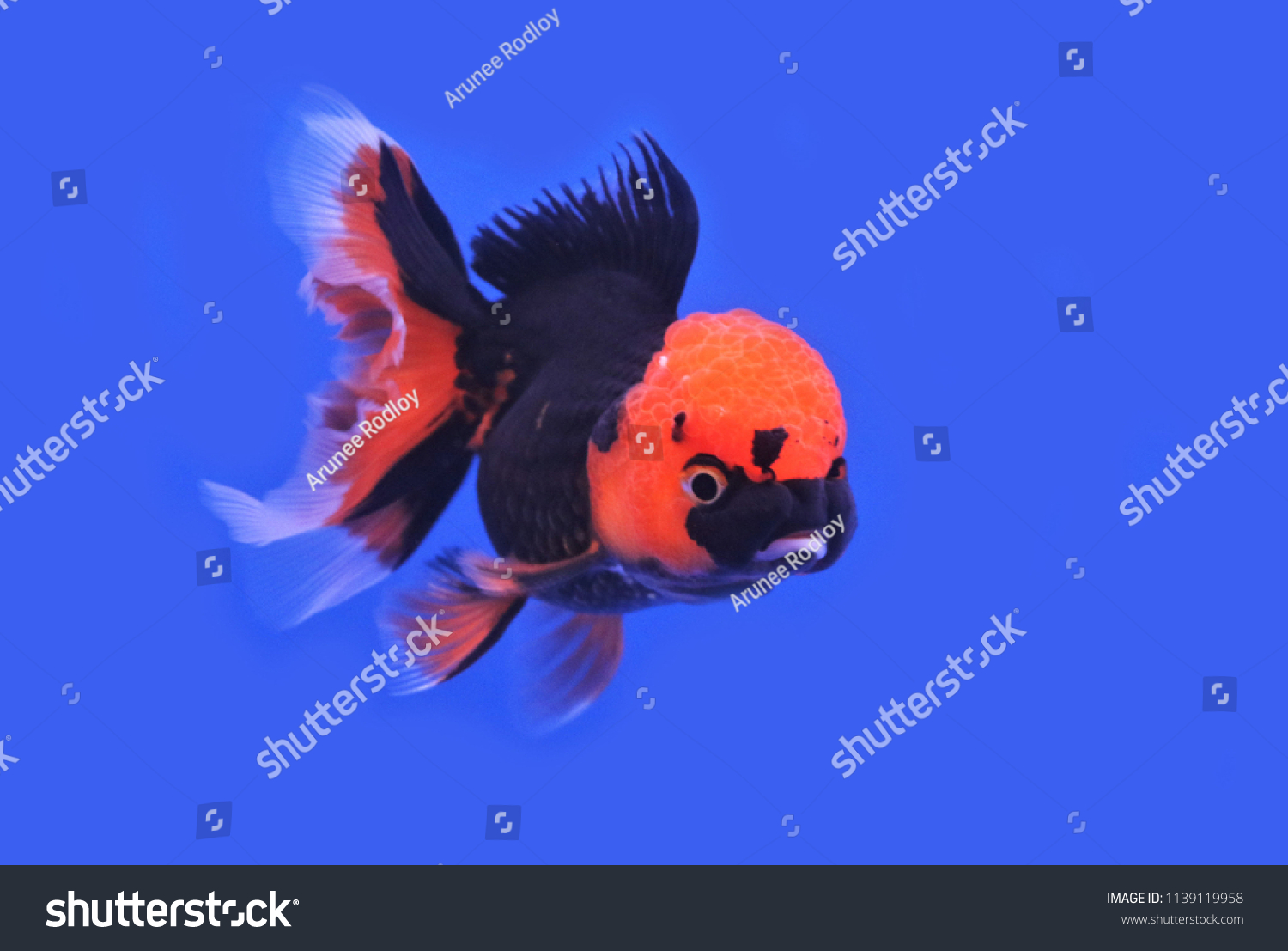 red black oranda goldfish