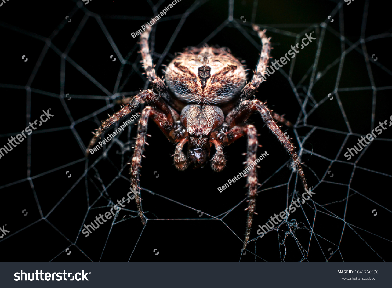 98 Spider insect classification Images, Stock Photos & Vectors ...