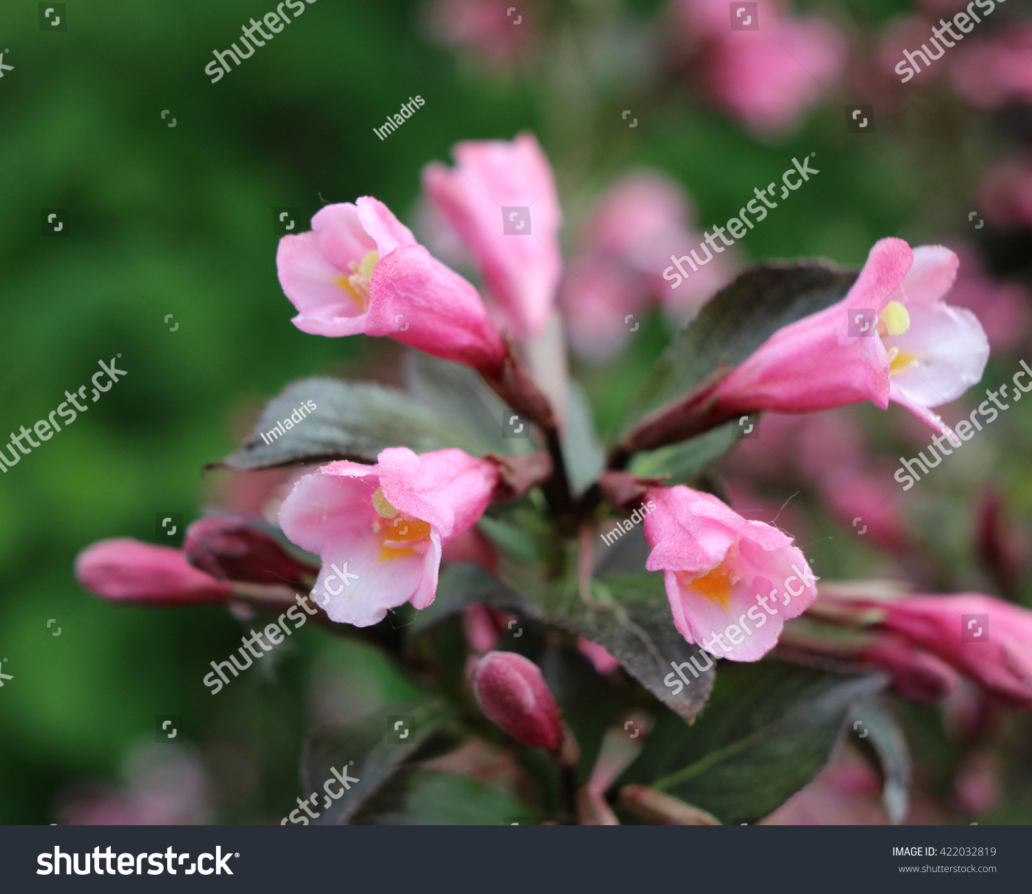 Dark Purple Leaved Weigela Atropurpurea Nana Stock Photo (Edit Now