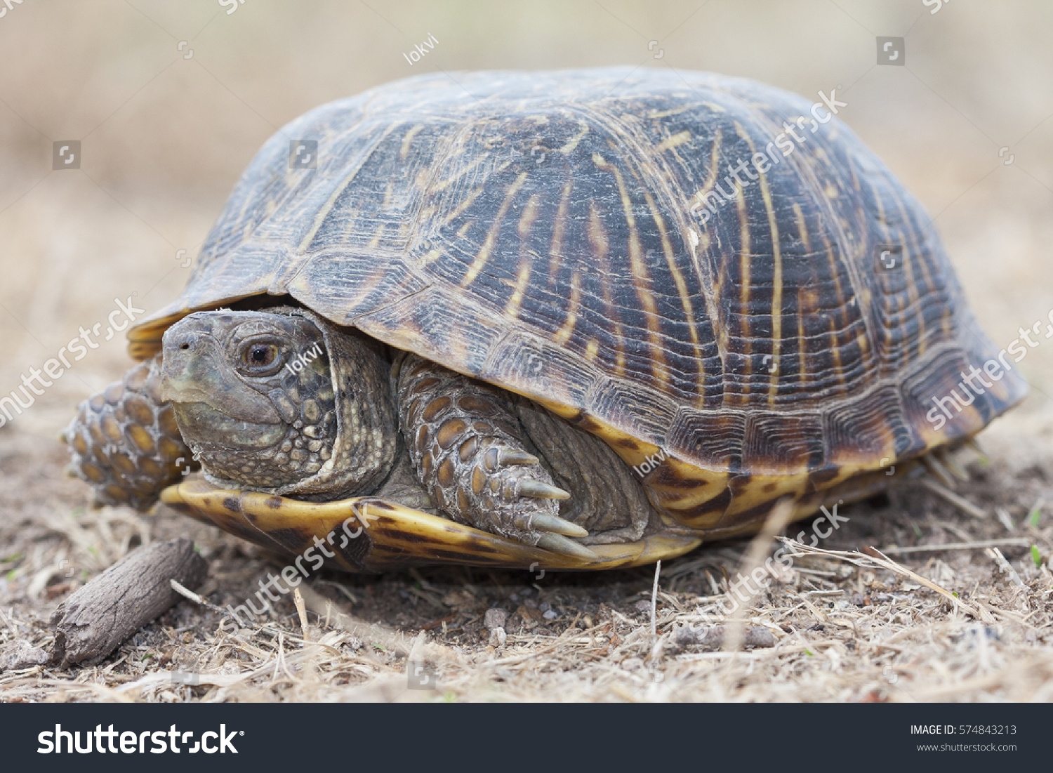 Desert Box Turtle Terrapene Ornata Luteola Stock Photo 574843213 