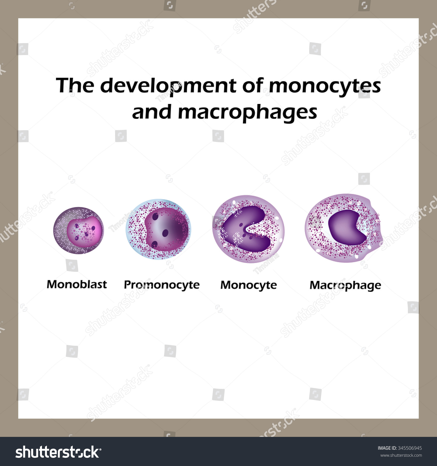 The Development Of Monocytes And Macrophages. Infographics ...