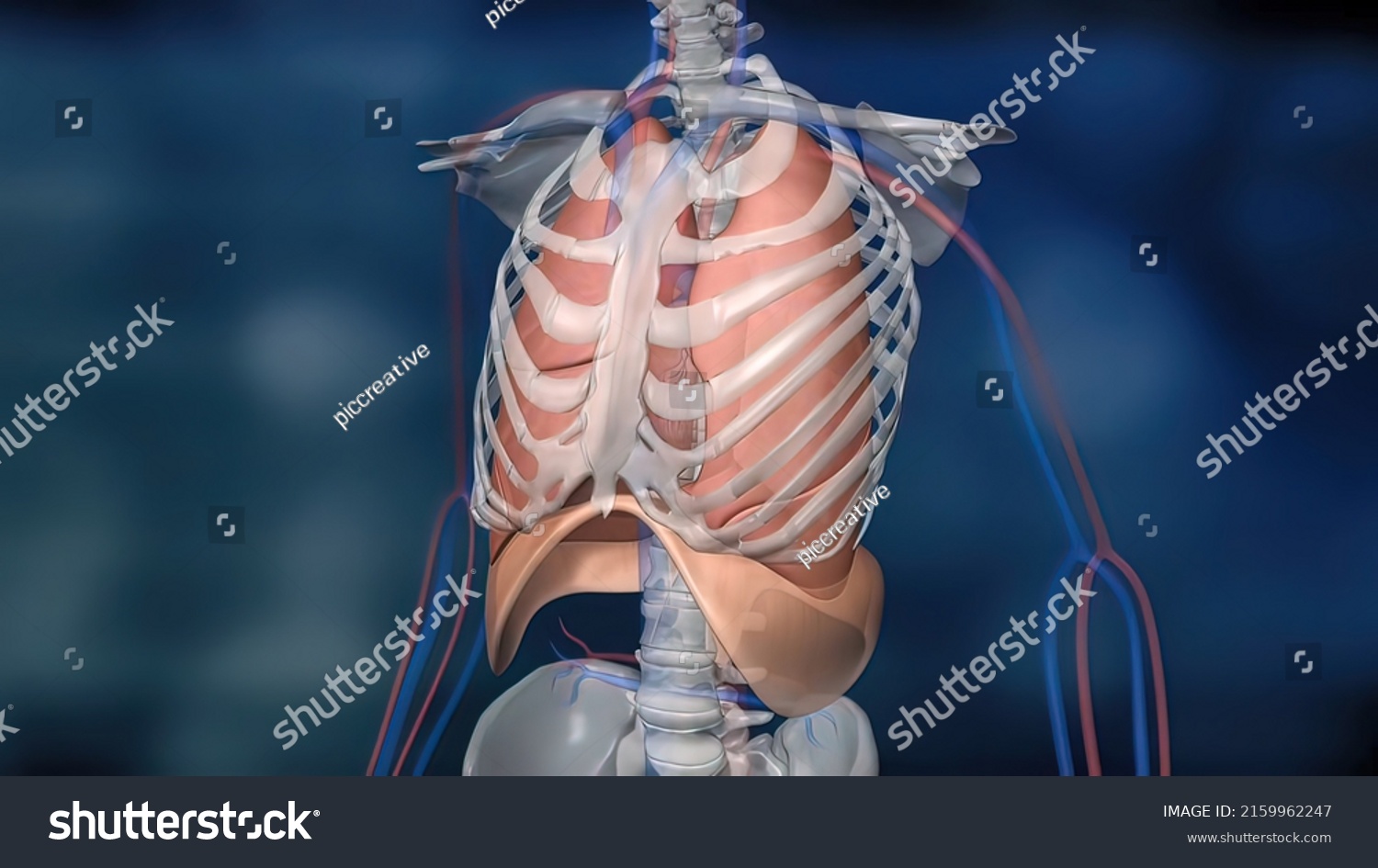 Diaphragm Located Below Lungs Major Muscle Stock Illustration ...