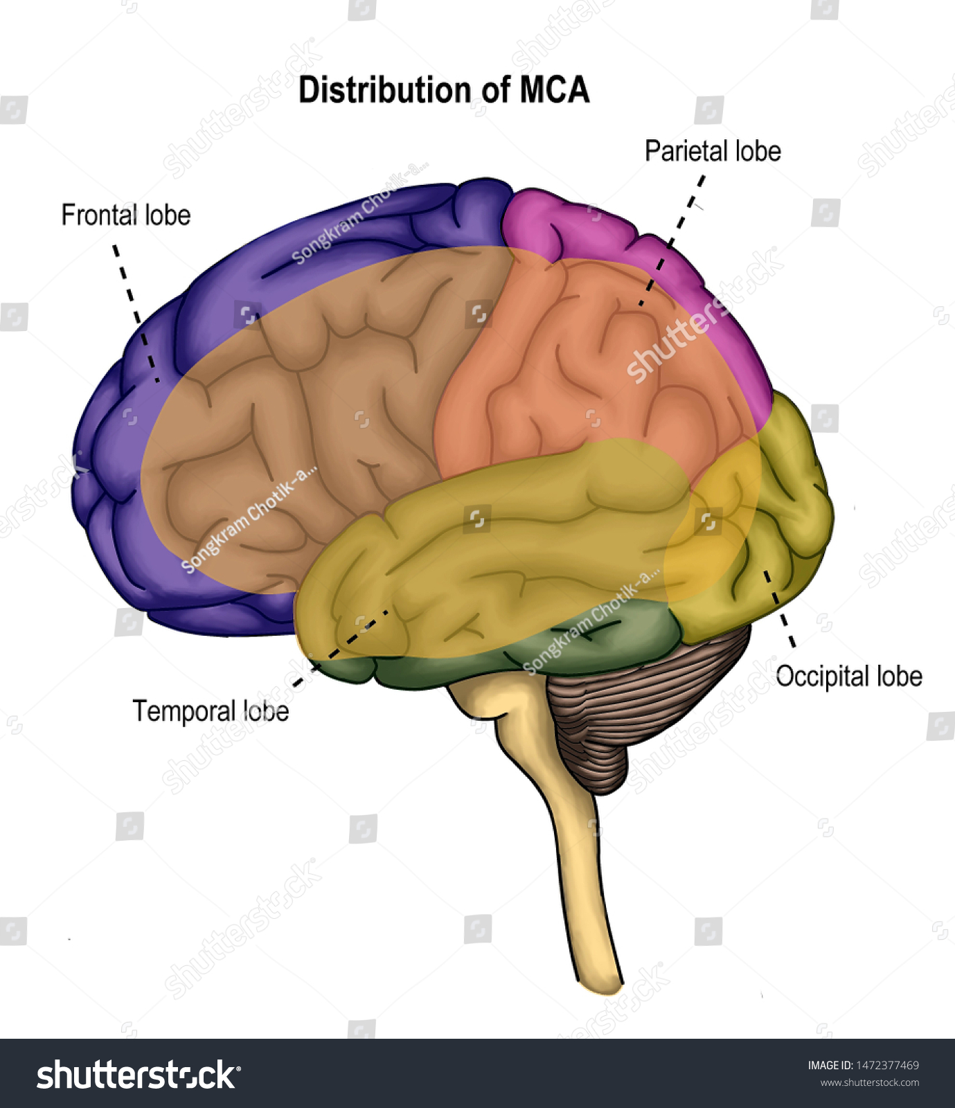 Distribution Each Major Cerebral Arteries Stock Illustration