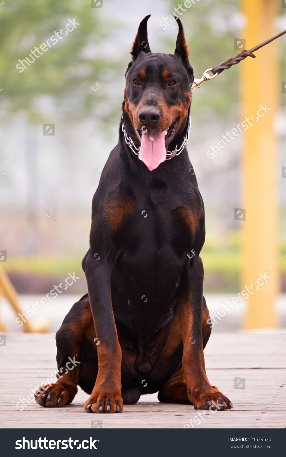 The Doberman Pinscher, A Guard Dog Stock Photo 121529620 : Shutterstock