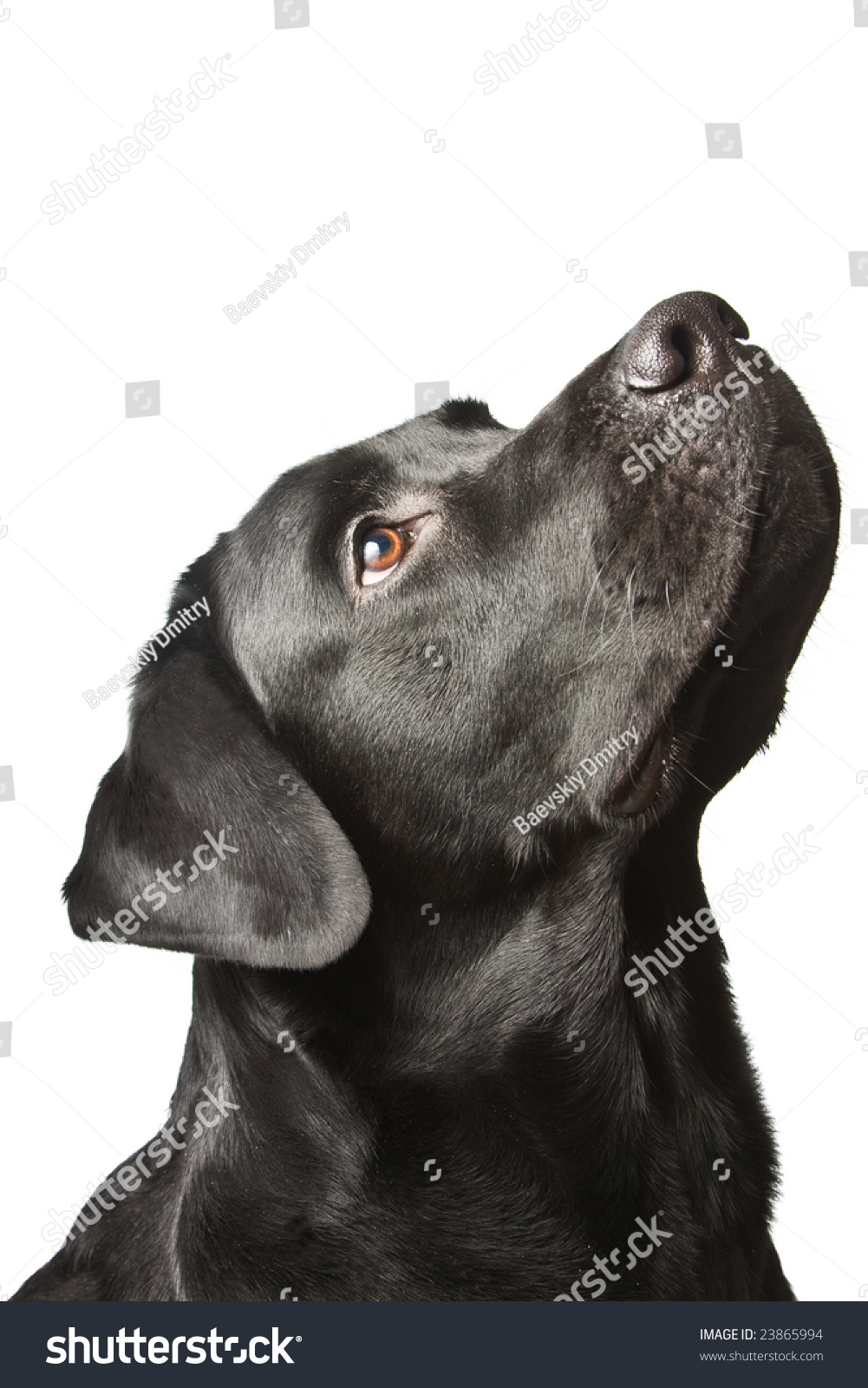 The dog black labrador looks upwards isolated on white