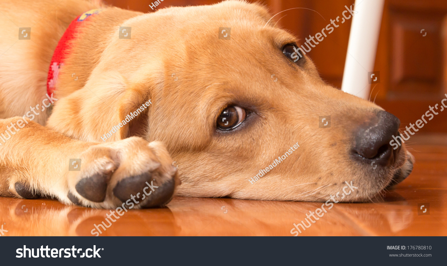 Dog Puppy Labrador Retriever Cute Pet Stock Photo Edit Now